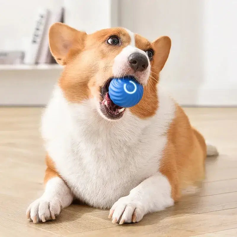 Smart Rechargeable Pet Ball