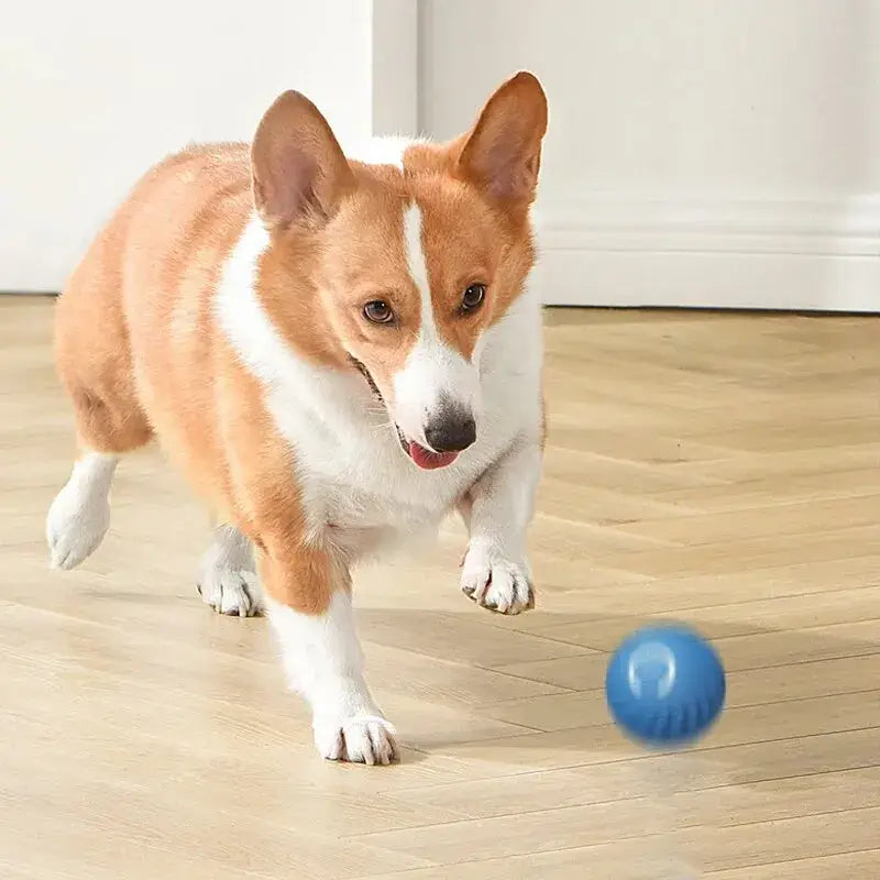 Smart Rechargeable Pet Ball